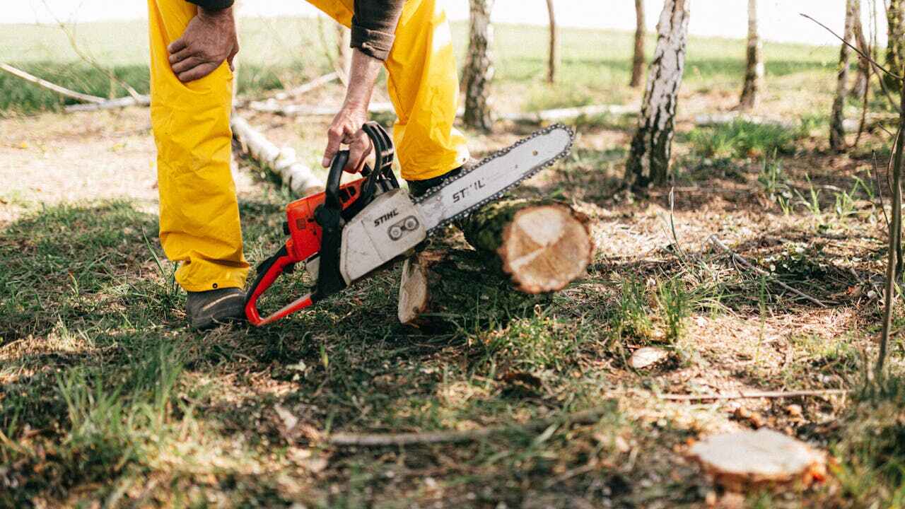 Best Tree Cutting Near Me  in Vineyards, FL